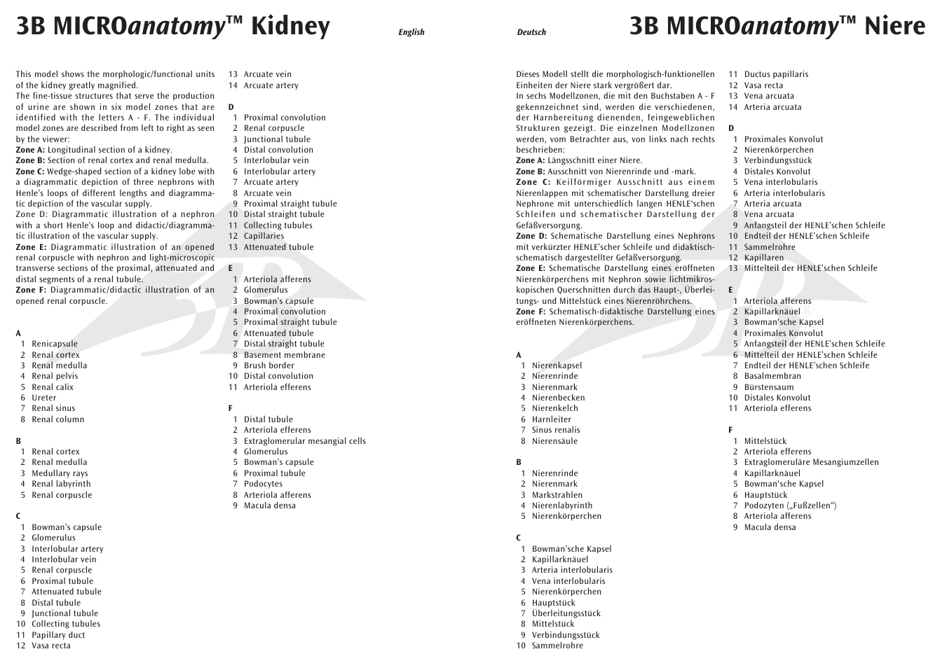 3b micro anatomy ™ niere, 3b micro anatomy ™ kidney | 3B Scientific 3B MICROanatomy™ Kidney User Manual | Page 3 / 9