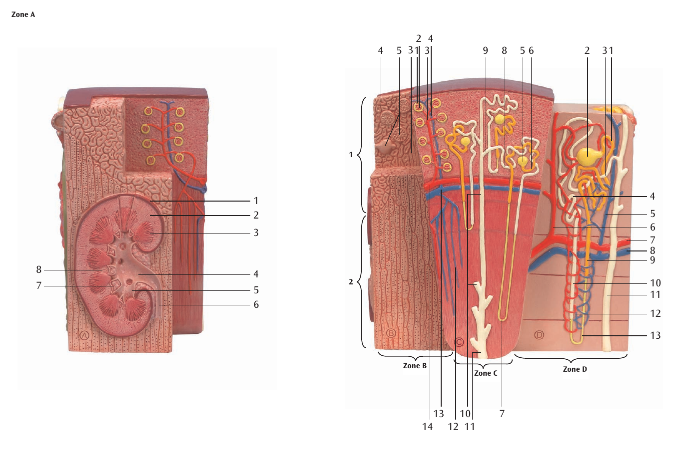 3B Scientific 3B MICROanatomy™ Kidney User Manual | Page 4 / 9