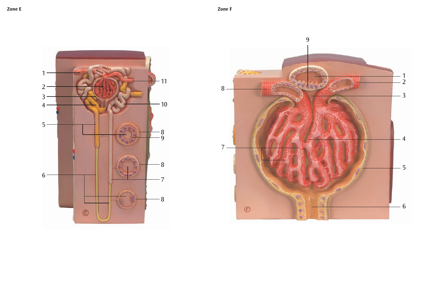 3B Scientific 3B MICROanatomy™ Kidney User Manual | Page 5 / 9