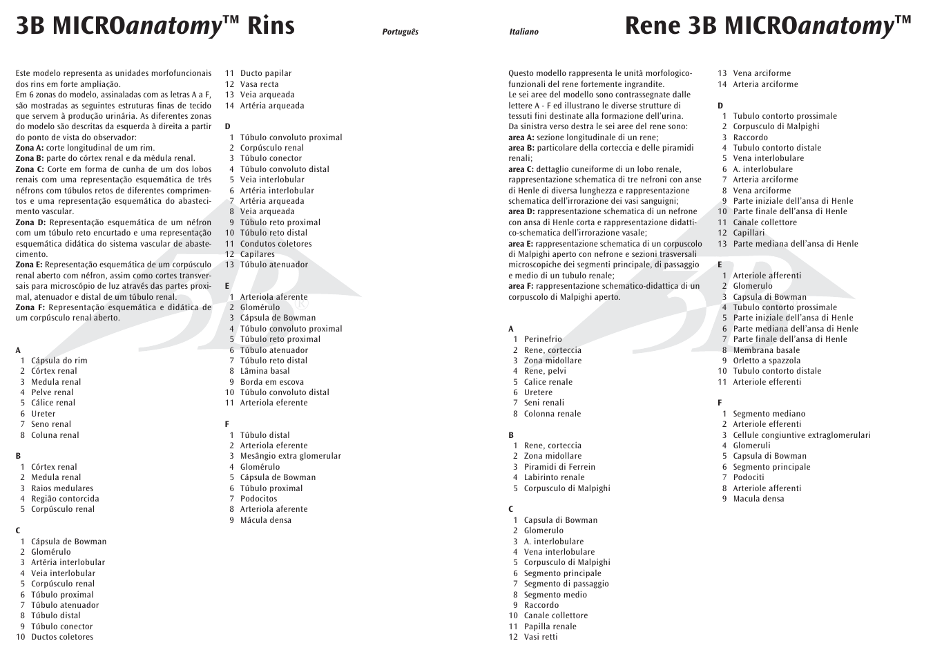Rene 3b micro anatomy, 3b micro anatomy ™ rins | 3B Scientific 3B MICROanatomy™ Kidney User Manual | Page 7 / 9