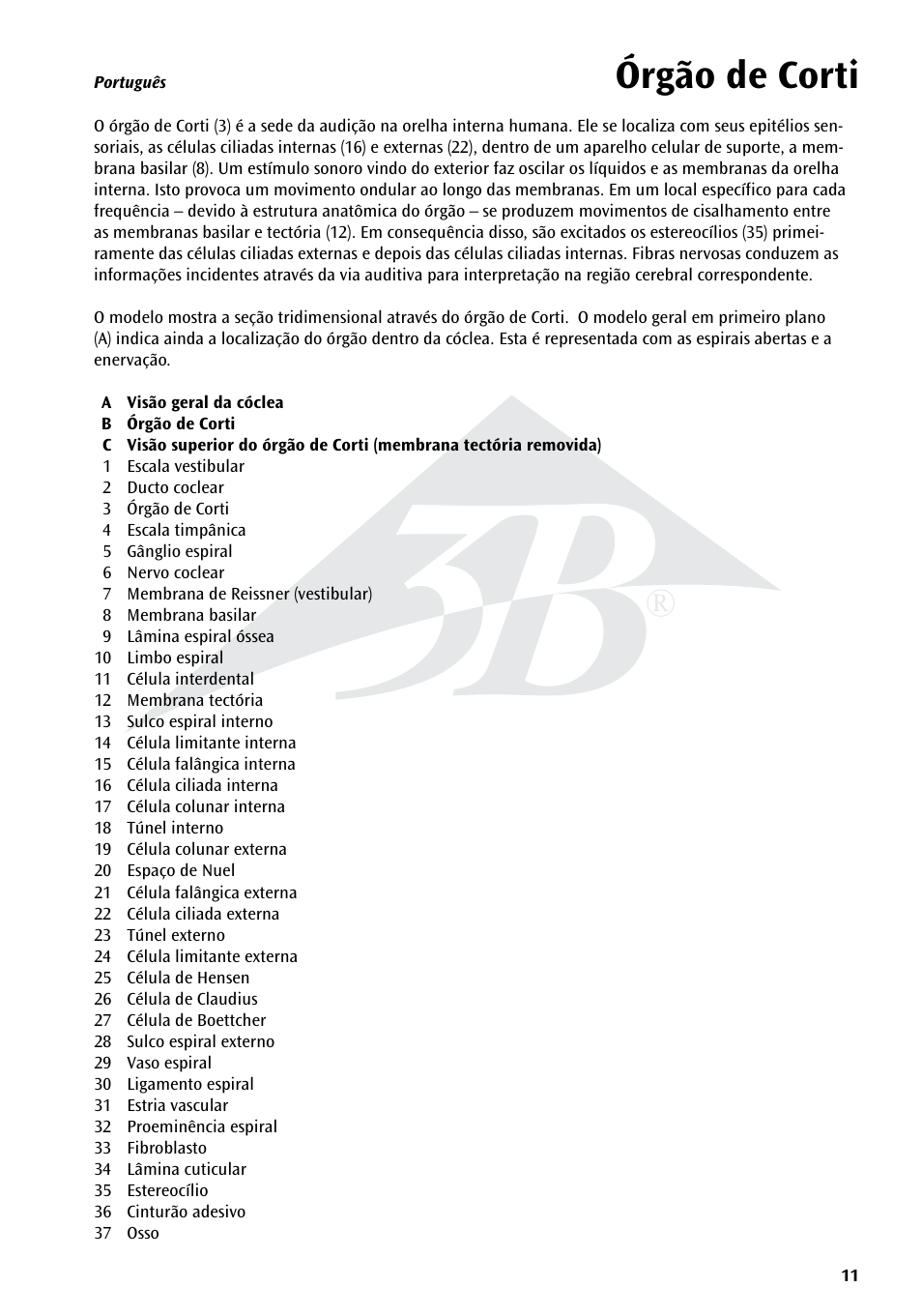Órgão de corti | 3B Scientific Organ of Corti User Manual | Page 11 / 16