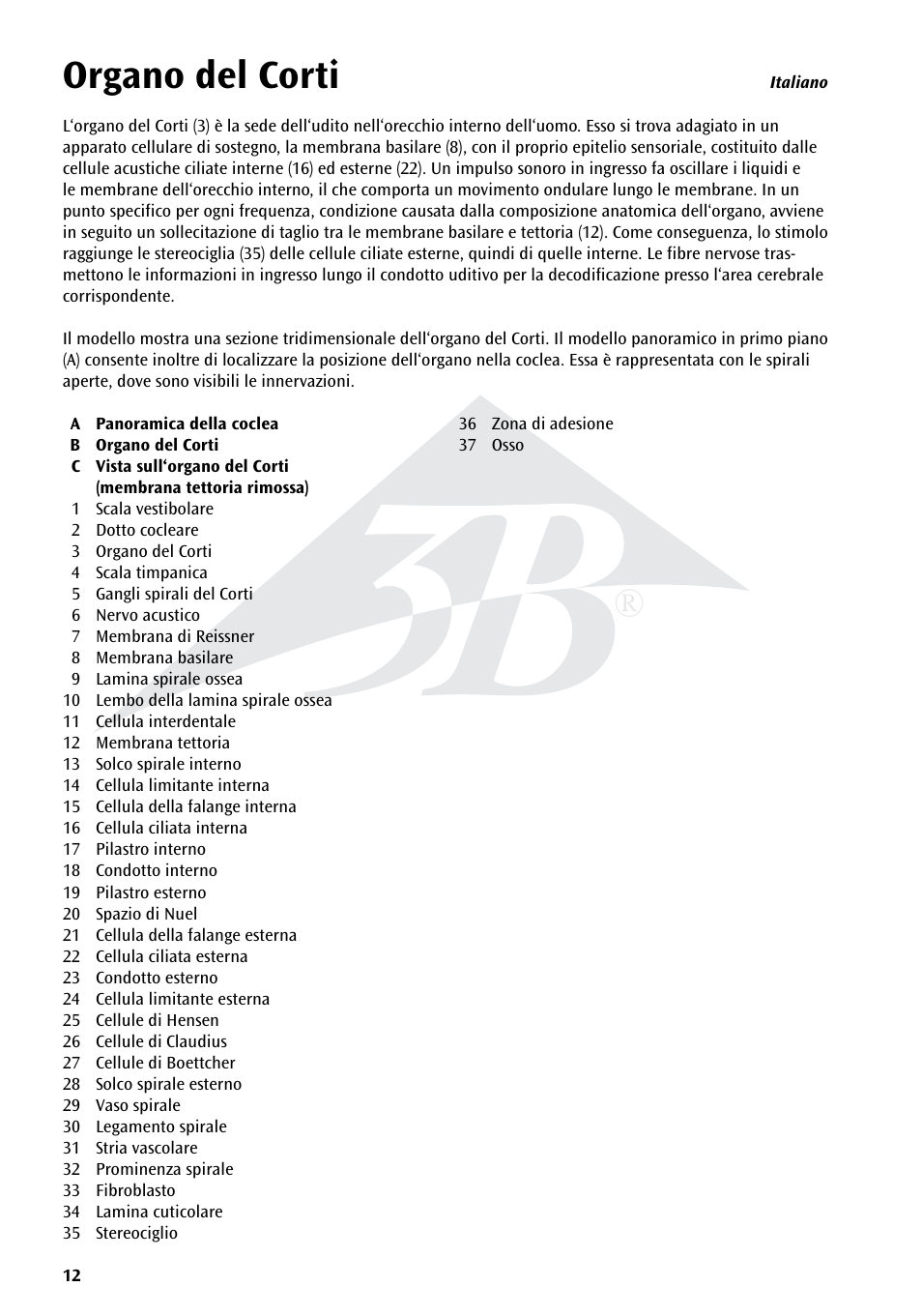 Organo del corti | 3B Scientific Organ of Corti User Manual | Page 12 / 16