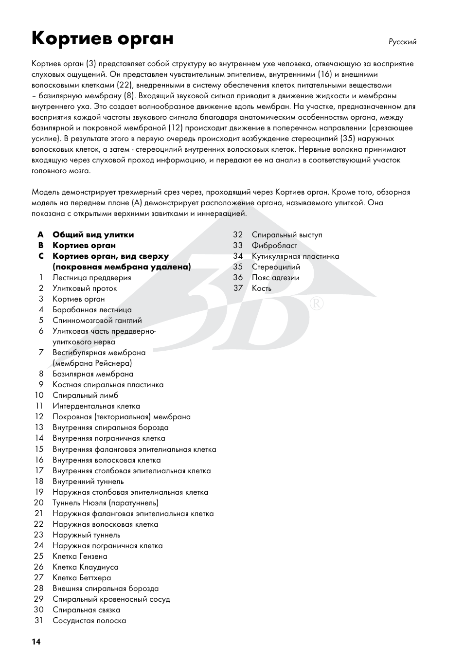 Кортиев орган | 3B Scientific Organ of Corti User Manual | Page 14 / 16