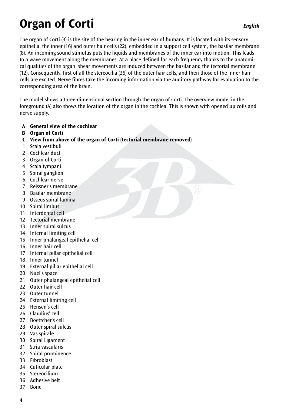 Organ of corti | 3B Scientific Organ of Corti User Manual | Page 4 / 16