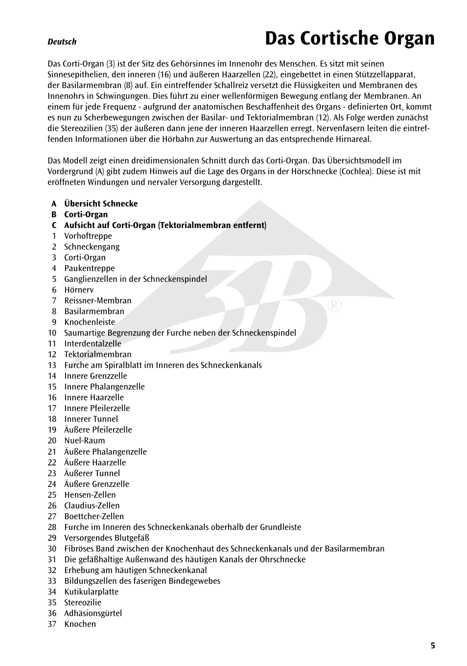 Das cortische organ | 3B Scientific Organ of Corti User Manual | Page 5 / 16