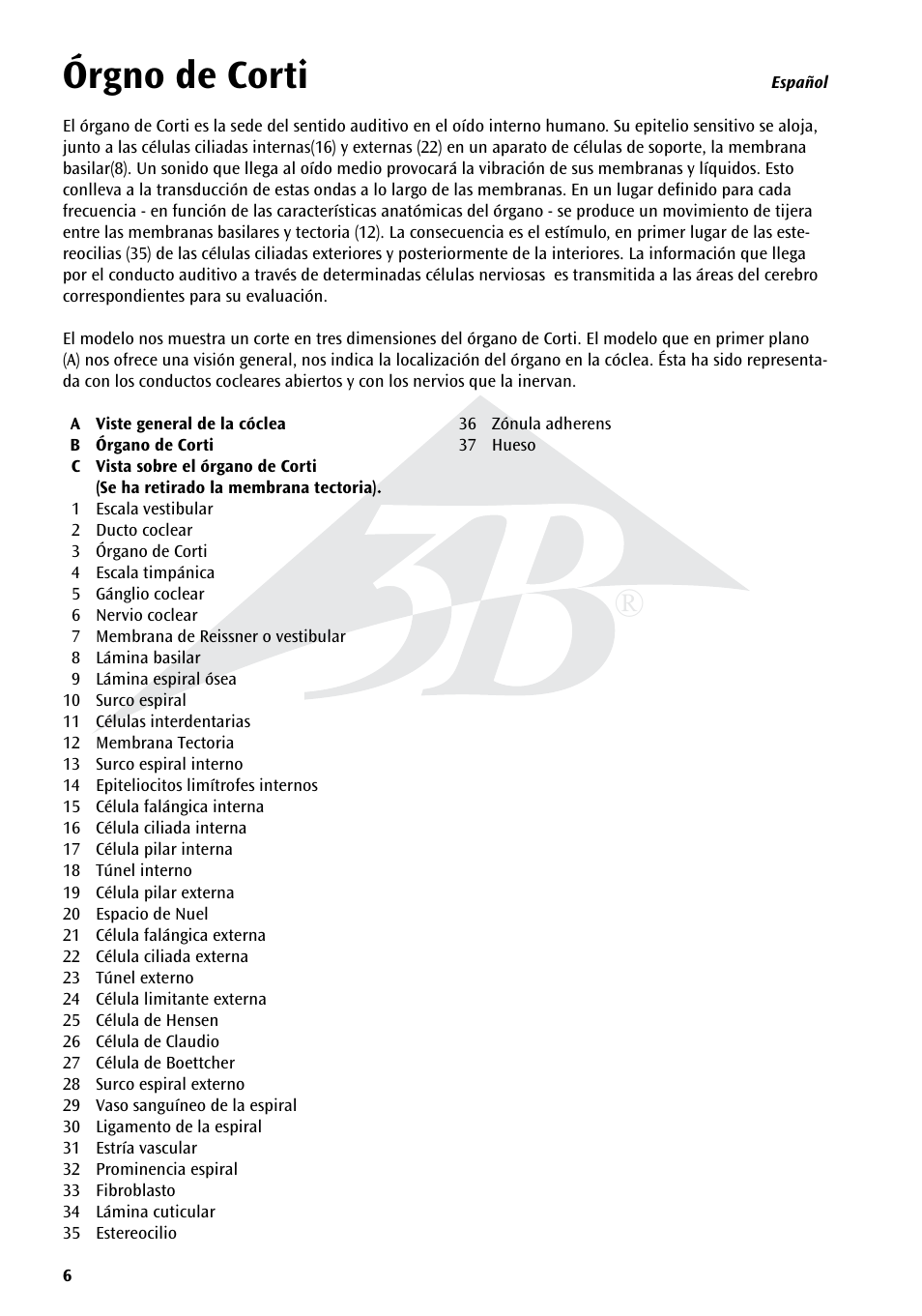 Órgno de corti | 3B Scientific Organ of Corti User Manual | Page 6 / 16