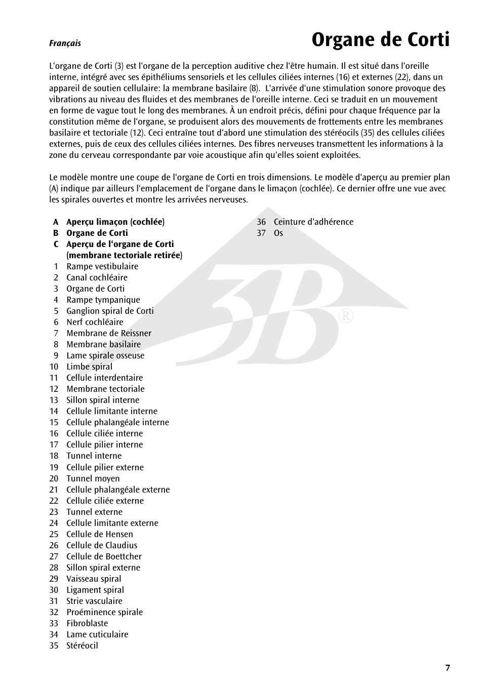 Organe de corti | 3B Scientific Organ of Corti User Manual | Page 7 / 16