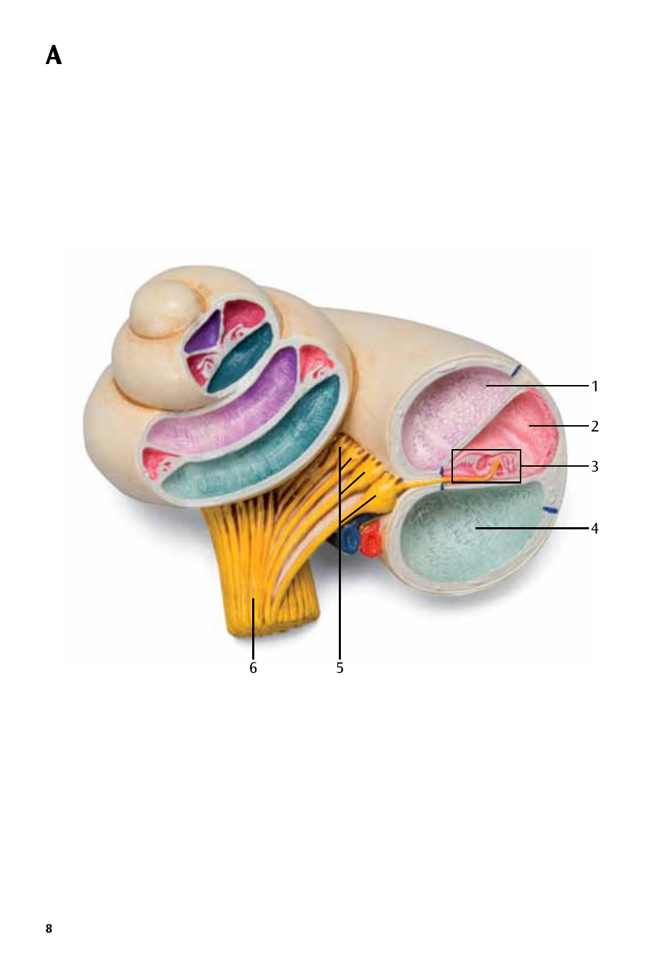 3B Scientific Organ of Corti User Manual | Page 8 / 16