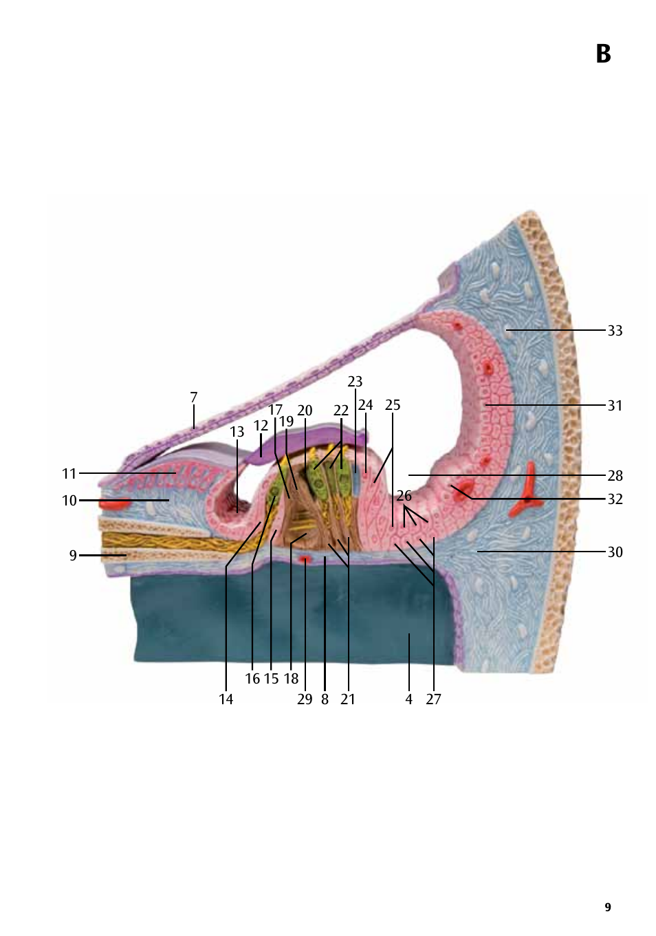 3B Scientific Organ of Corti User Manual | Page 9 / 16