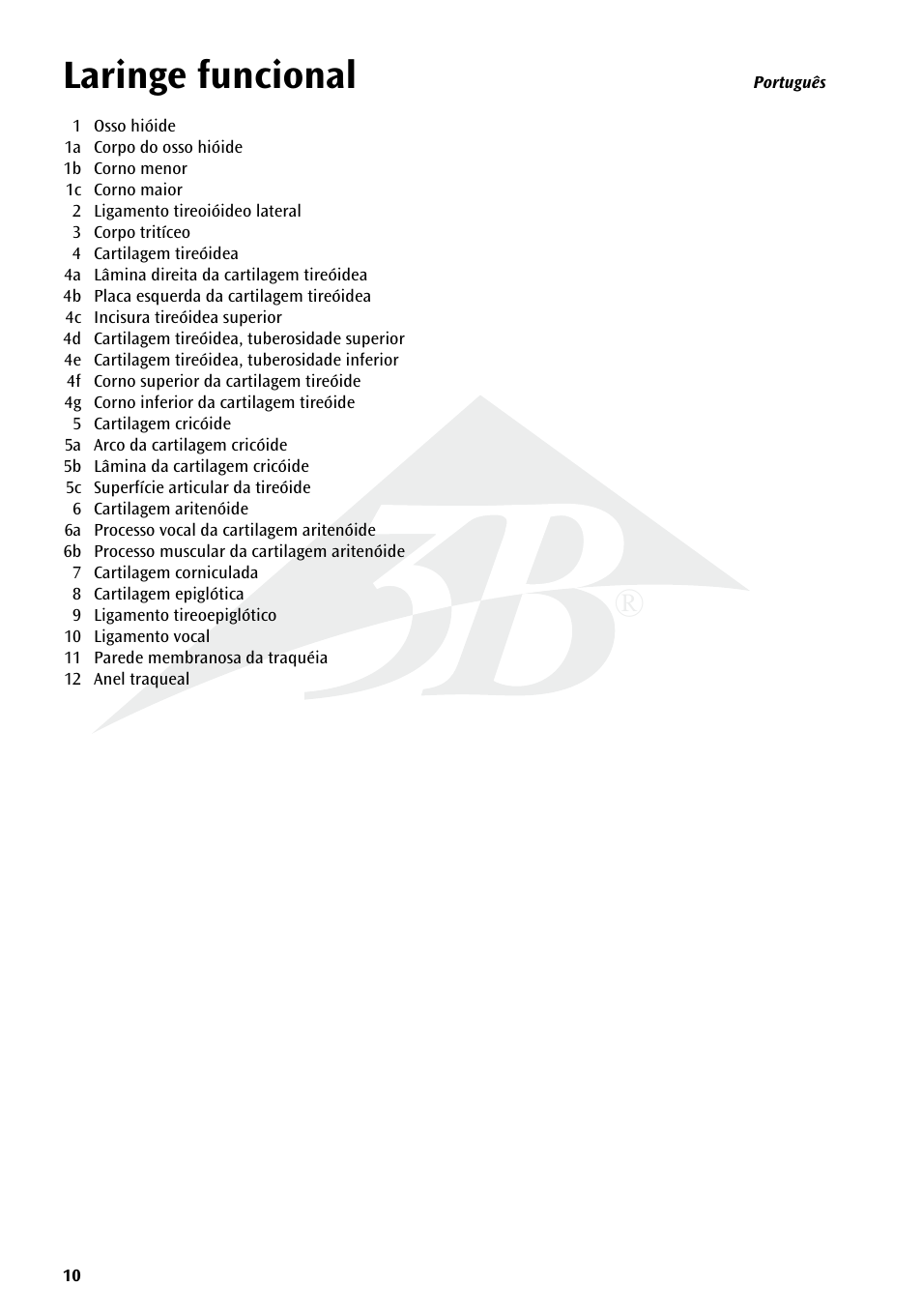 Laringe funcional | 3B Scientific Functional Larynx Model, 3 times full-size User Manual | Page 10 / 16