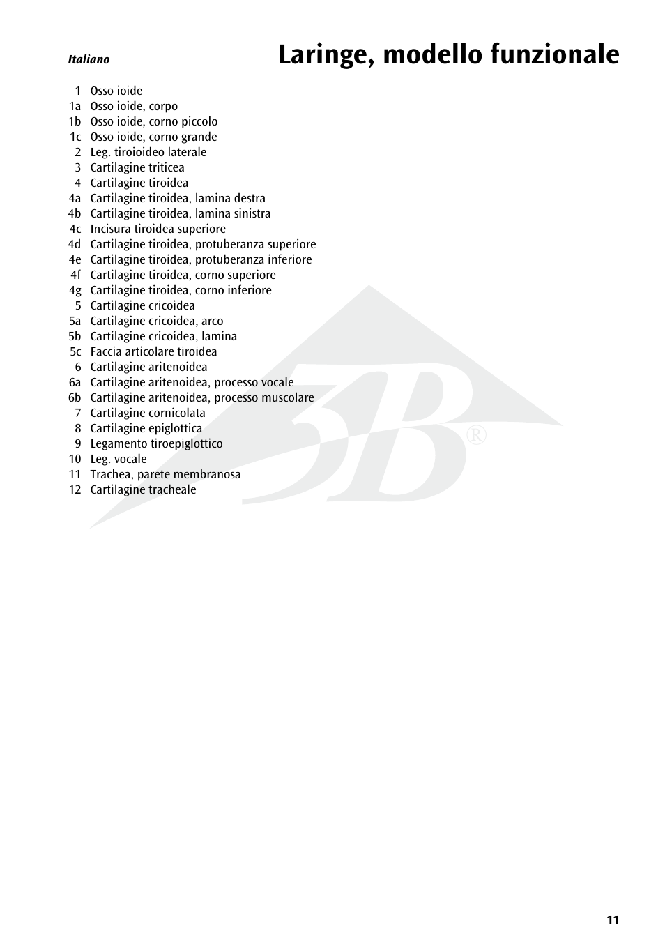 Laringe, modello funzionale | 3B Scientific Functional Larynx Model, 3 times full-size User Manual | Page 11 / 16