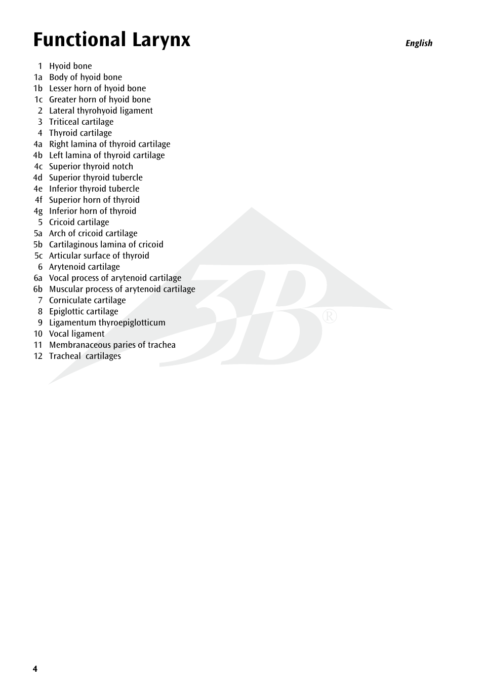 Functional larynx | 3B Scientific Functional Larynx Model, 3 times full-size User Manual | Page 4 / 16