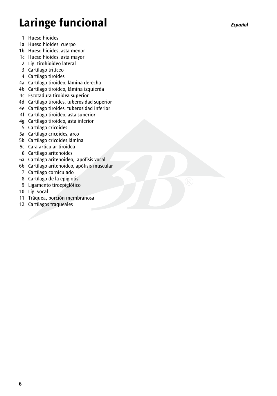 Laringe funcional | 3B Scientific Functional Larynx Model, 3 times full-size User Manual | Page 6 / 16