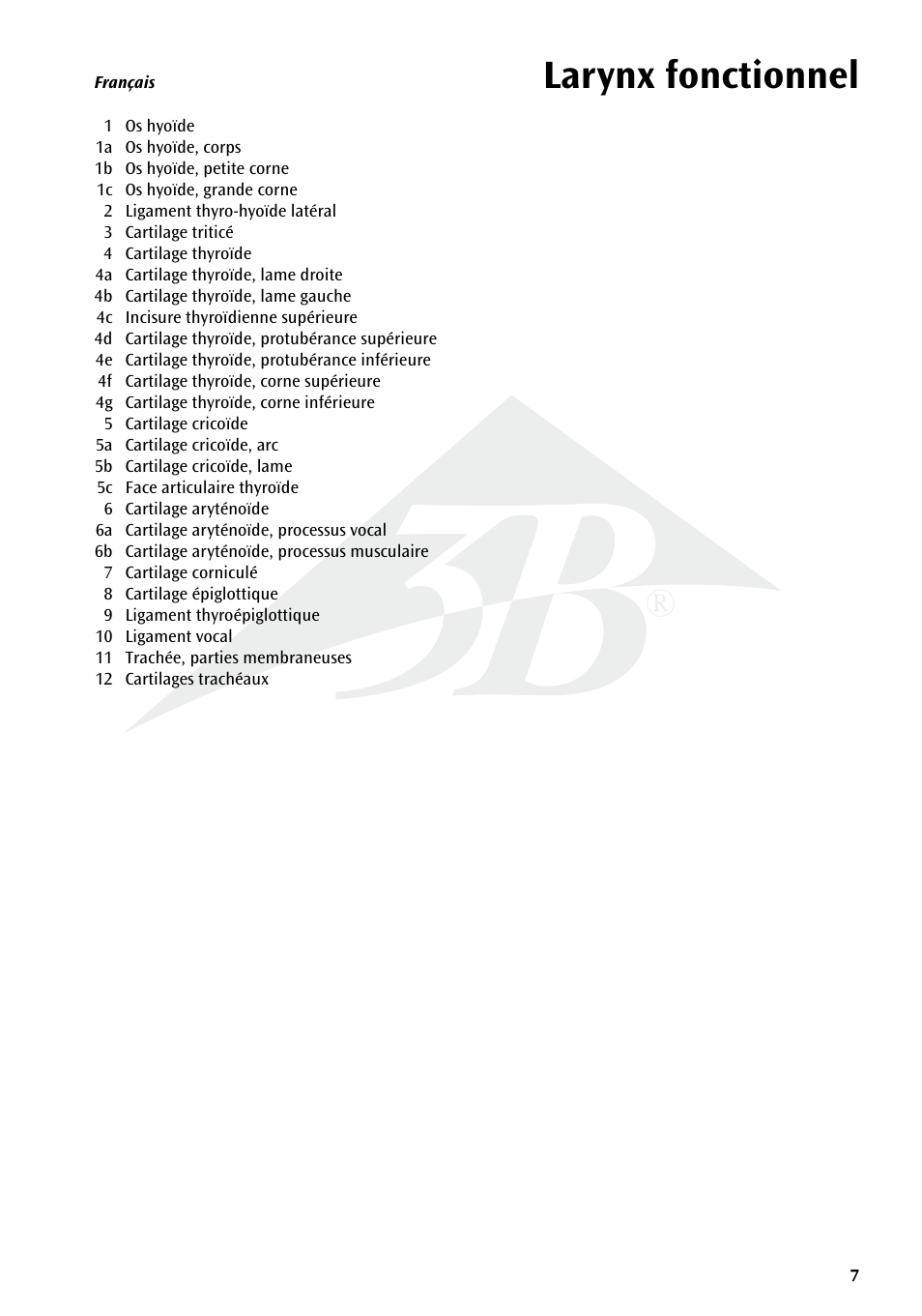 Larynx fonctionnel | 3B Scientific Functional Larynx Model, 3 times full-size User Manual | Page 7 / 16