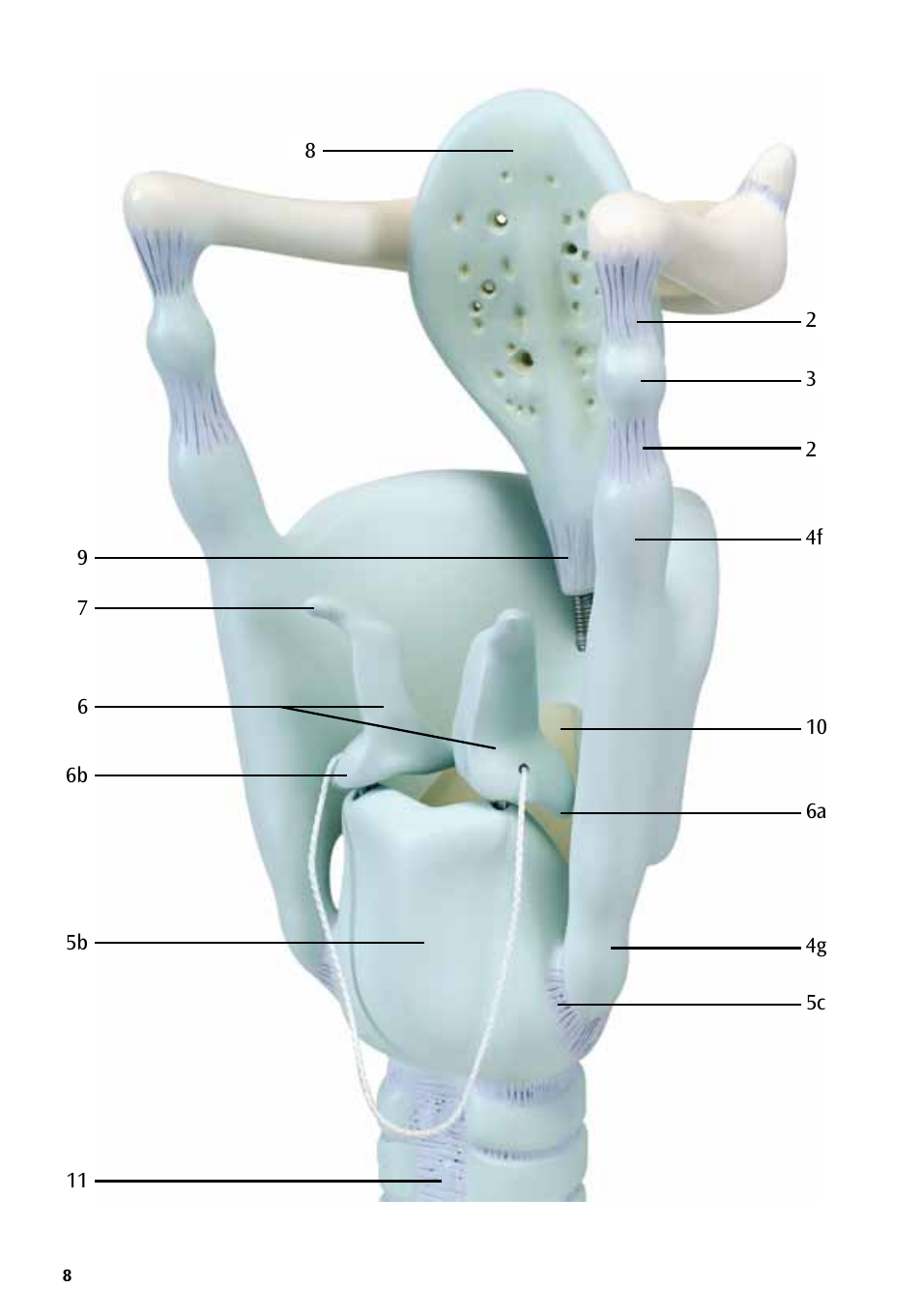 3B Scientific Functional Larynx Model, 3 times full-size User Manual | Page 8 / 16