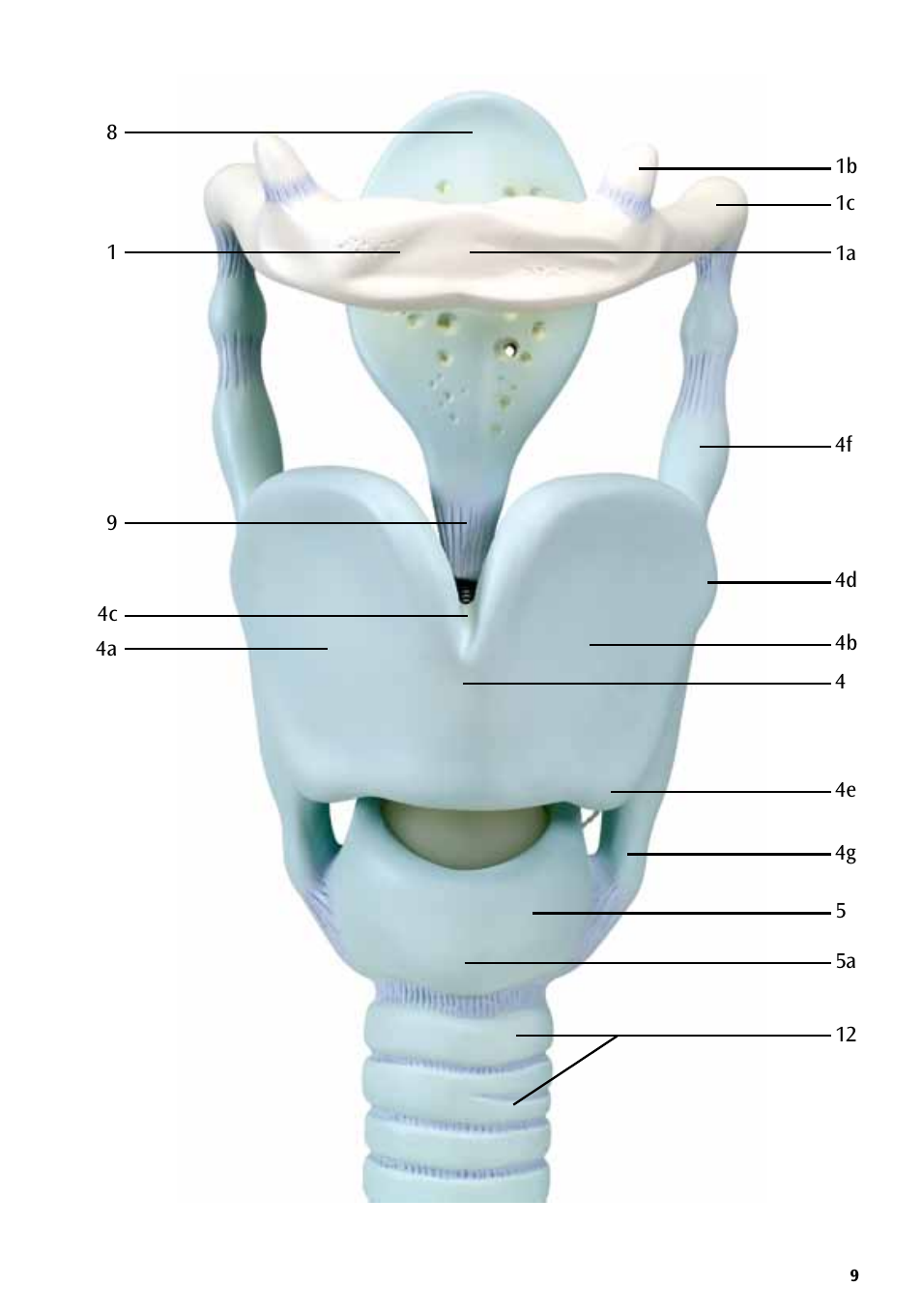 3B Scientific Functional Larynx Model, 3 times full-size User Manual | Page 9 / 16