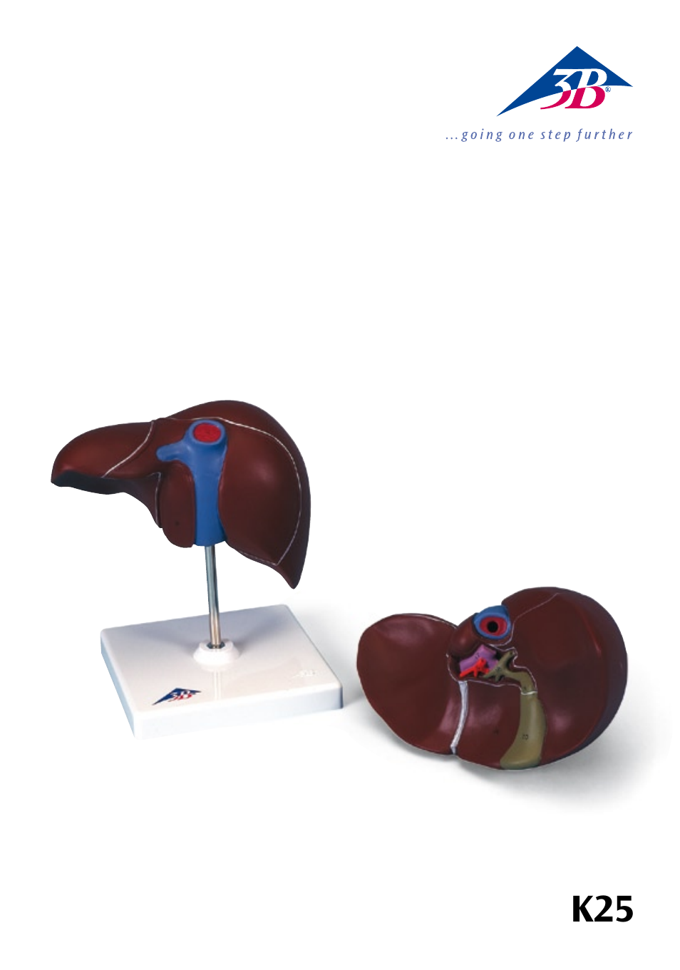 3B Scientific Liver with Gall Bladder User Manual | 12 pages