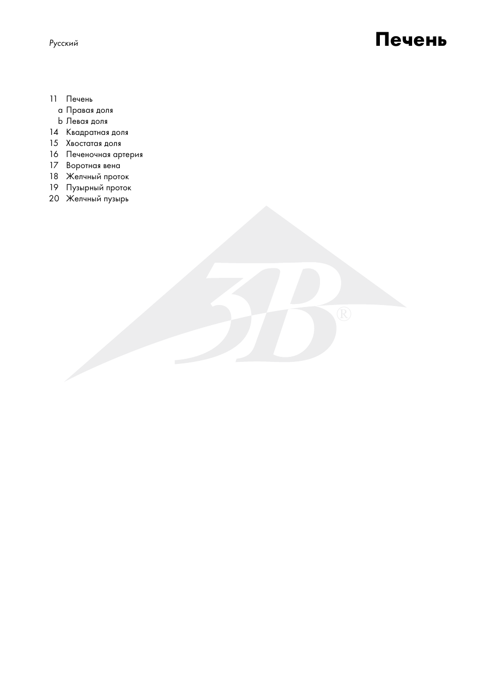 Печень | 3B Scientific Liver with Gall Bladder User Manual | Page 10 / 12