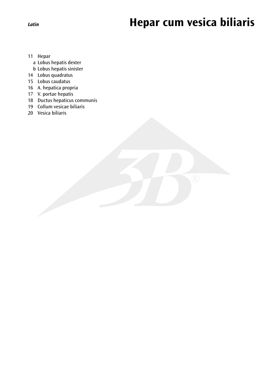 Hepar cum vesica biliaris | 3B Scientific Liver with Gall Bladder User Manual | Page 2 / 12