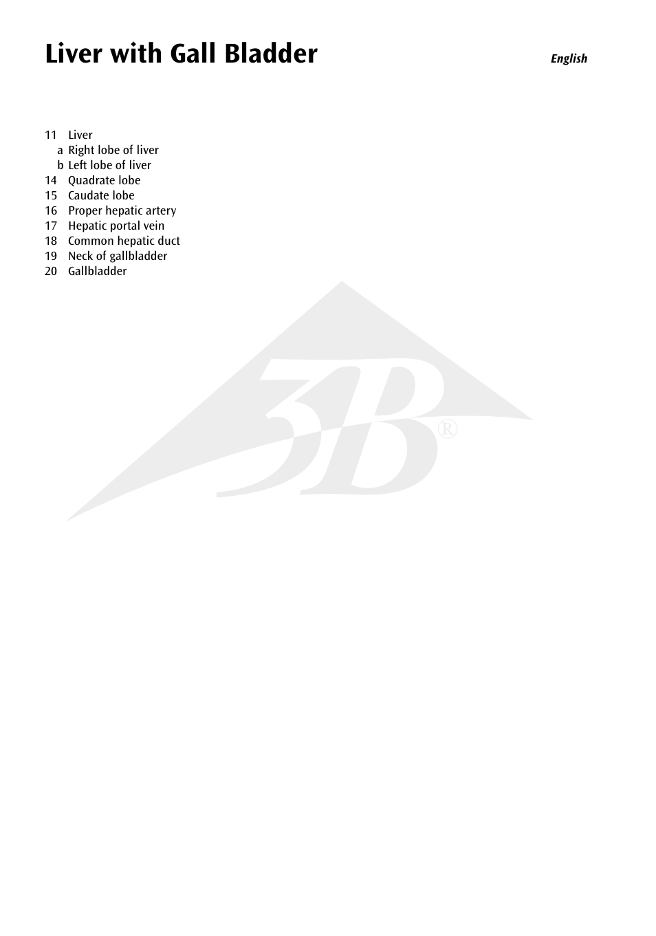 Liver with gall bladder | 3B Scientific Liver with Gall Bladder User Manual | Page 3 / 12