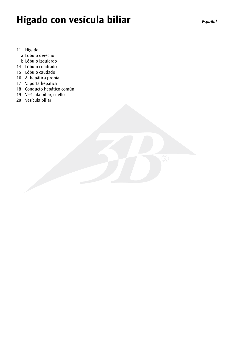 Hígado con vesícula biliar | 3B Scientific Liver with Gall Bladder User Manual | Page 5 / 12