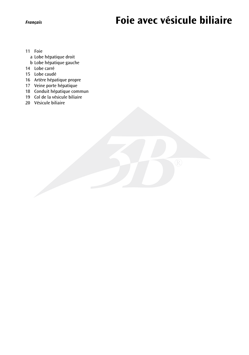 Foie avec vésicule biliaire | 3B Scientific Liver with Gall Bladder User Manual | Page 6 / 12