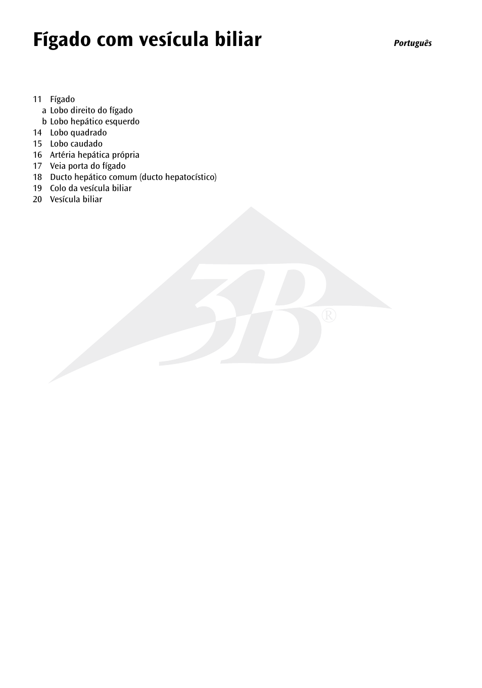 Fígado com vesícula biliar | 3B Scientific Liver with Gall Bladder User Manual | Page 7 / 12