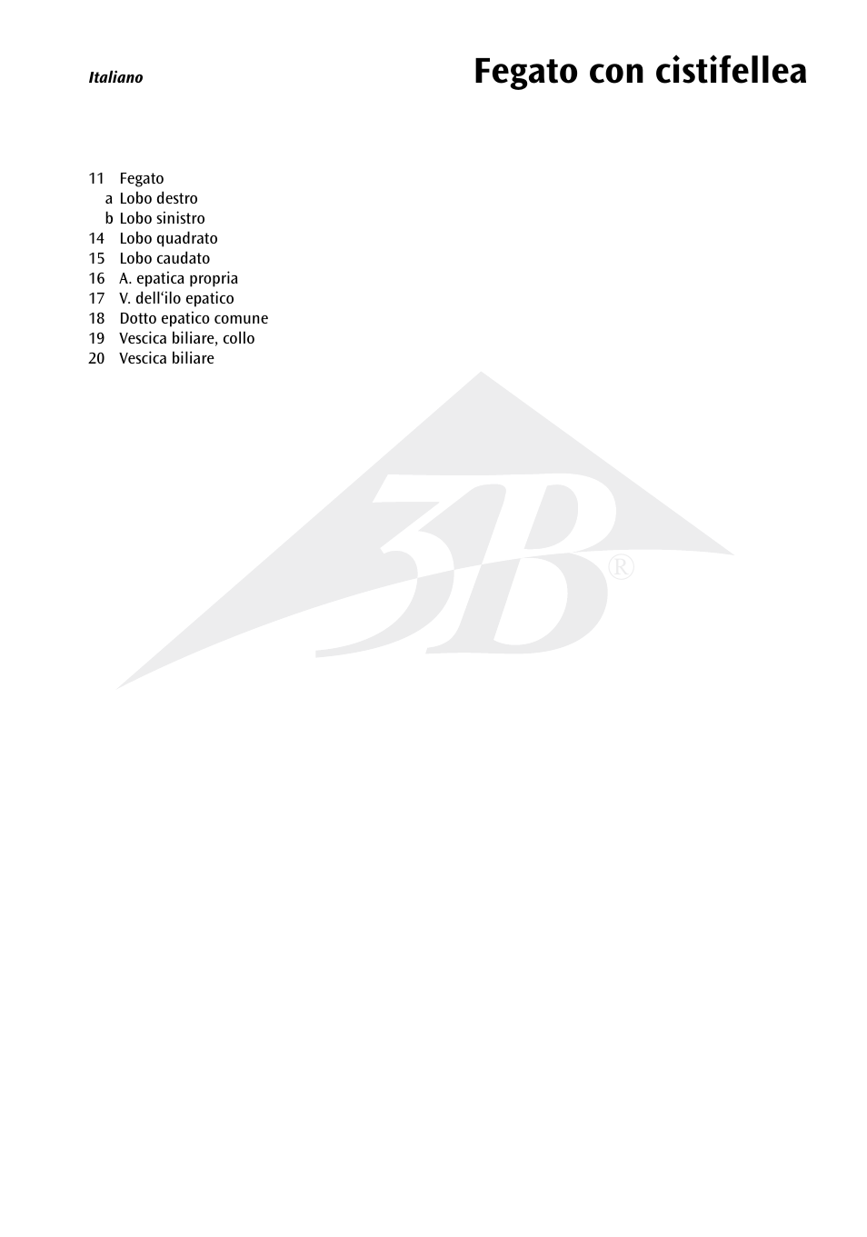 Fegato con cistifellea | 3B Scientific Liver with Gall Bladder User Manual | Page 8 / 12