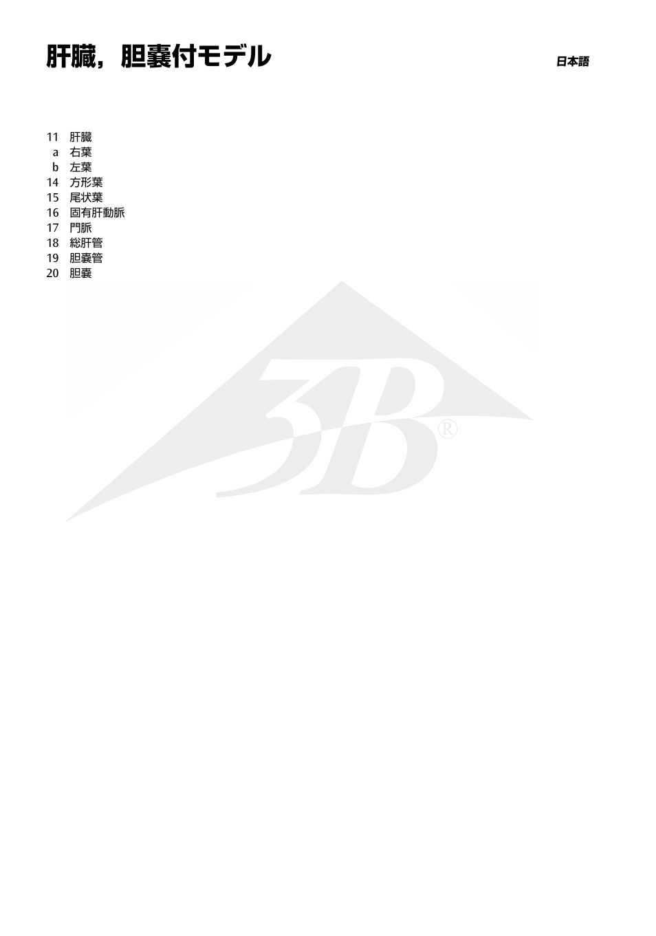 肝臓，胆嚢付モデル | 3B Scientific Liver with Gall Bladder User Manual | Page 9 / 12
