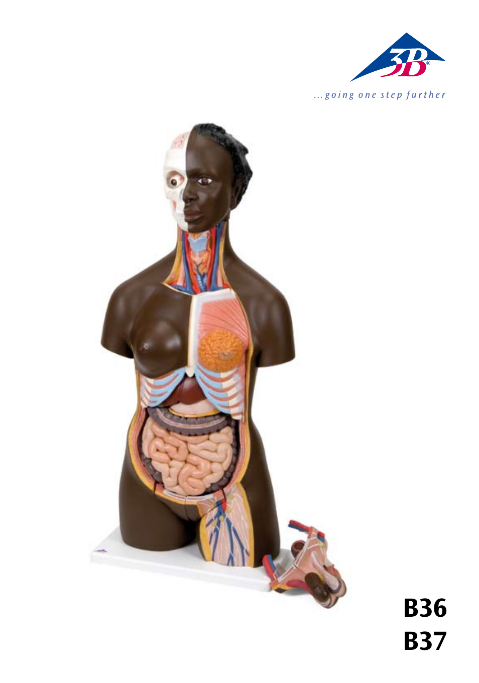 3B Scientific Deluxe Dual Sex African Torso, 24-part User Manual | 63 pages