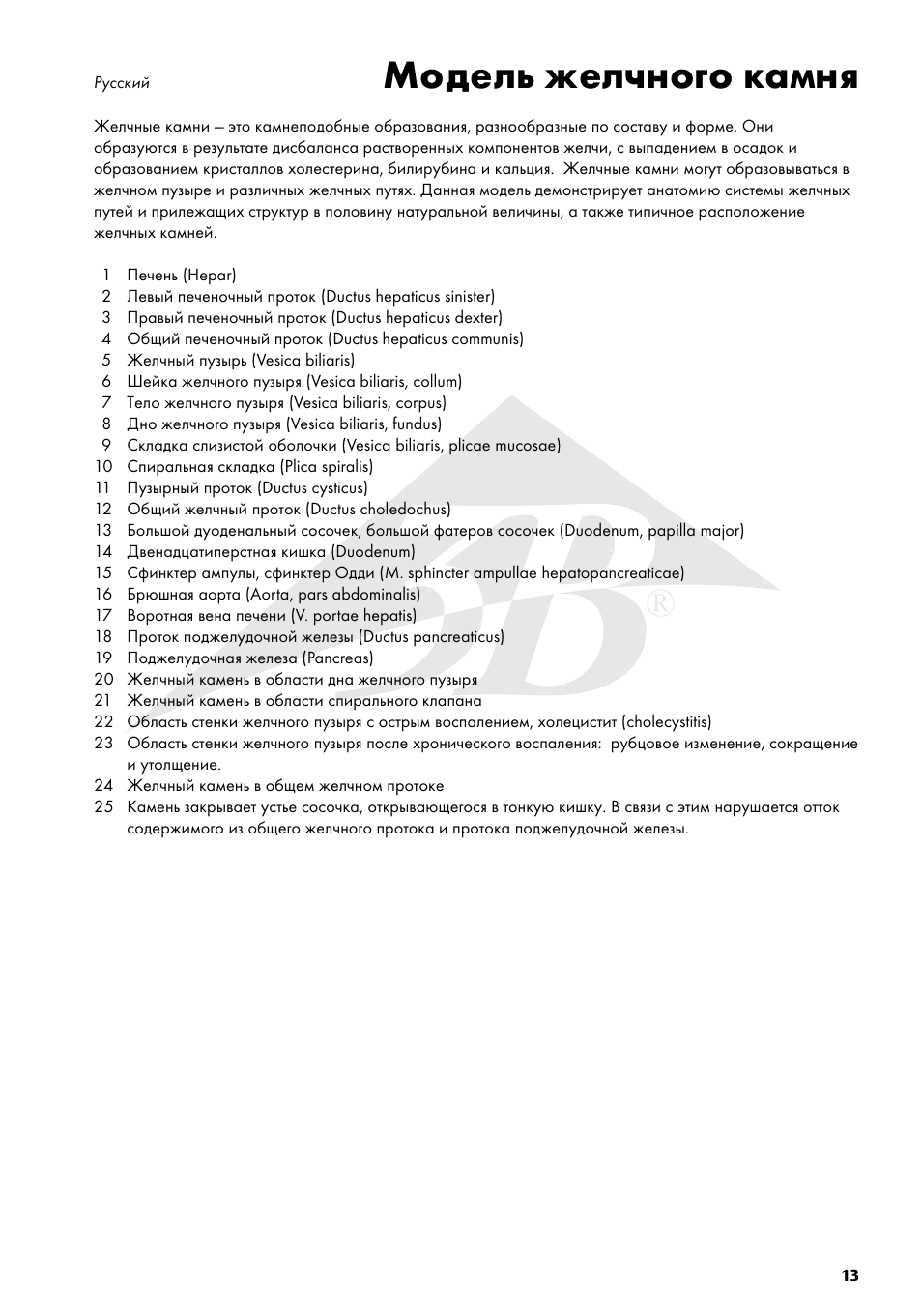 Модель желчного камня | 3B Scientific Gallstone Model User Manual | Page 13 / 16
