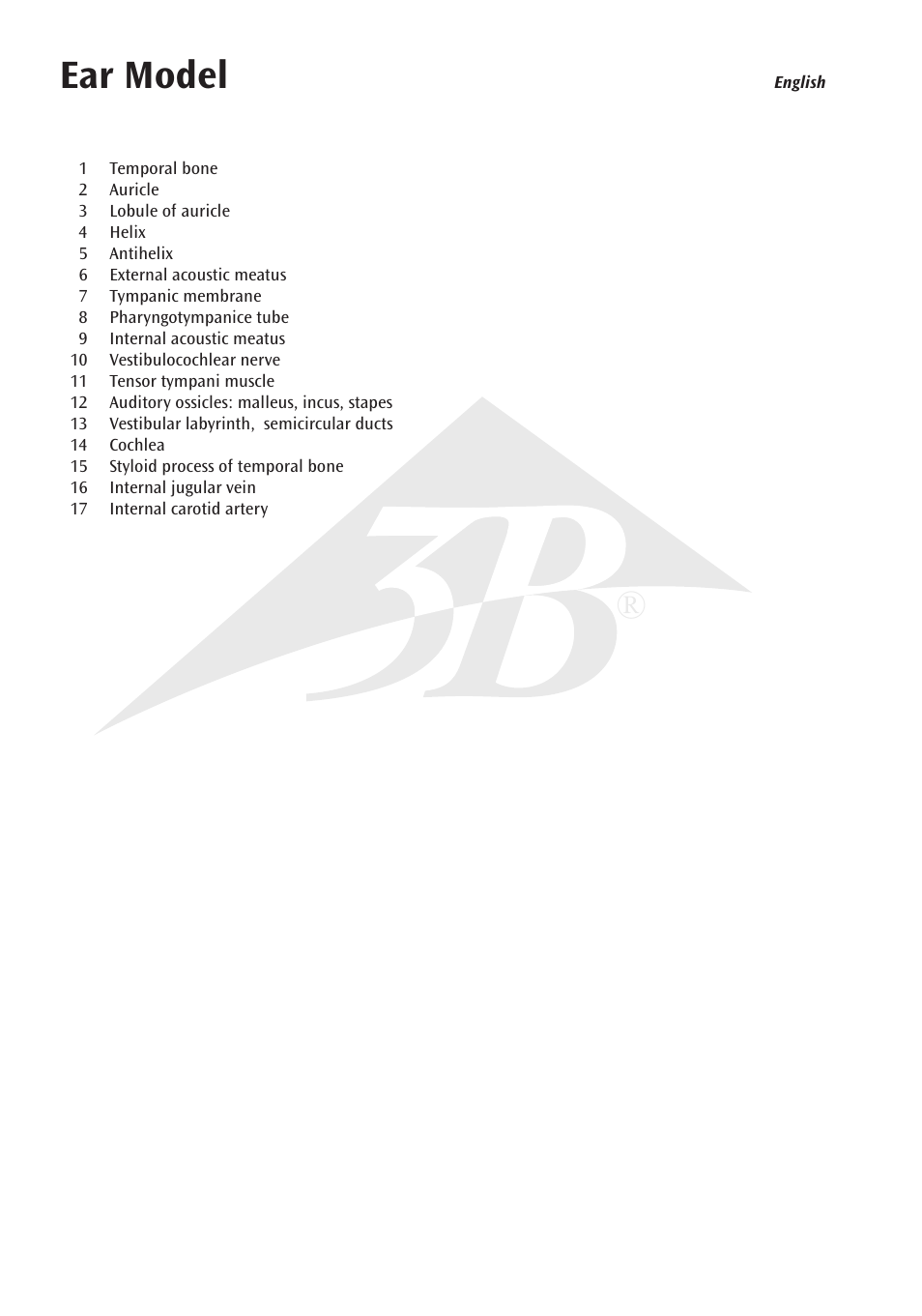 Ear model | 3B Scientific Ear Model for desktop, 1.5 times life size User Manual | Page 4 / 12