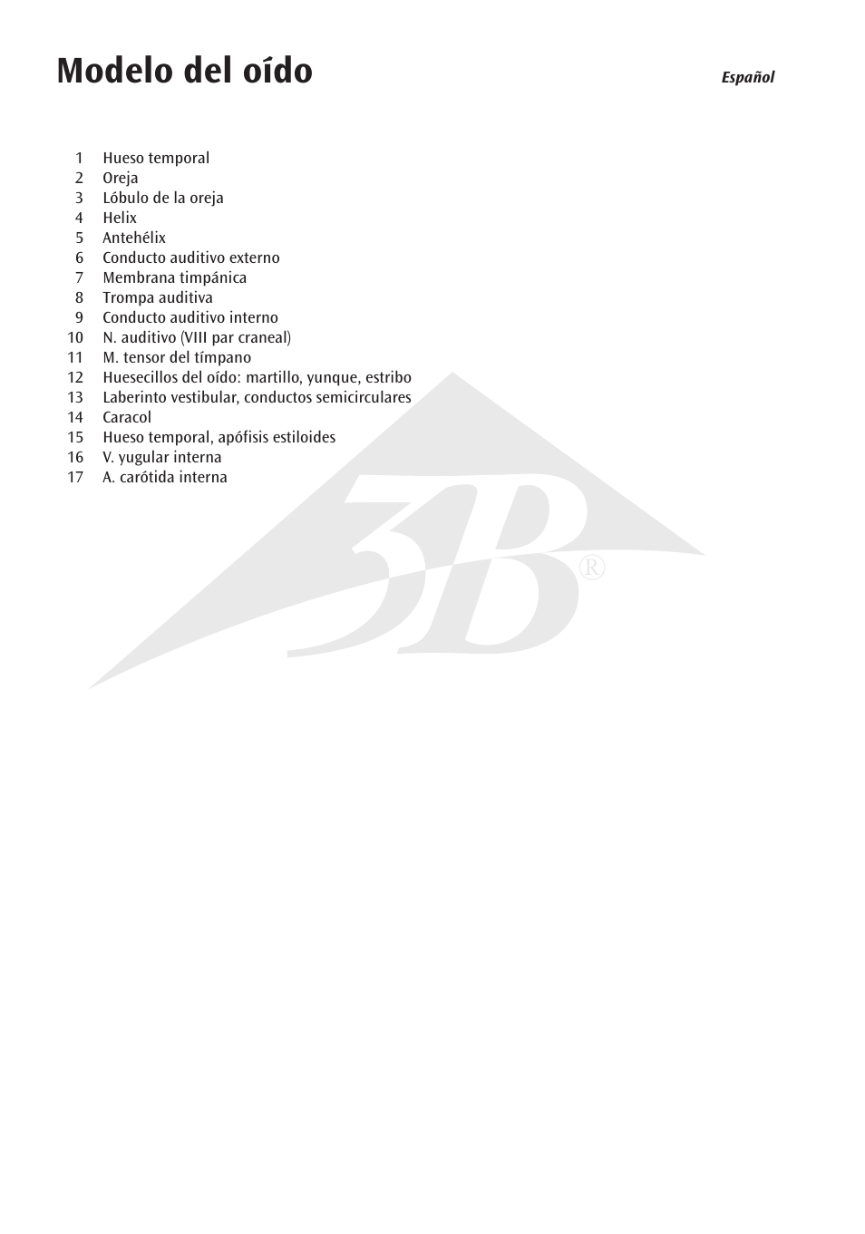 Modelo del oído | 3B Scientific Ear Model for desktop, 1.5 times life size User Manual | Page 6 / 12
