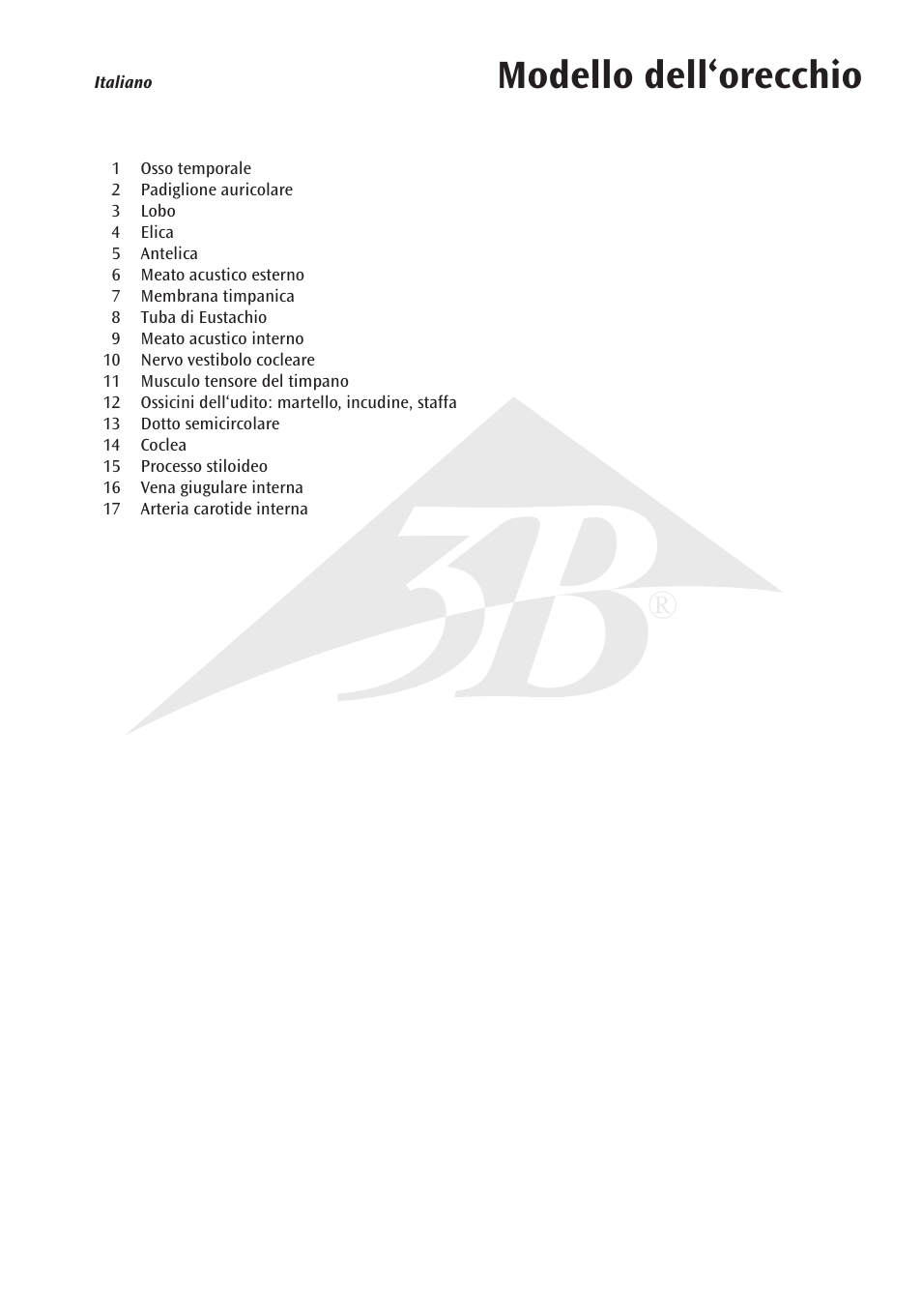 Modello dell‘orecchio | 3B Scientific Ear Model for desktop, 1.5 times life size User Manual | Page 9 / 12
