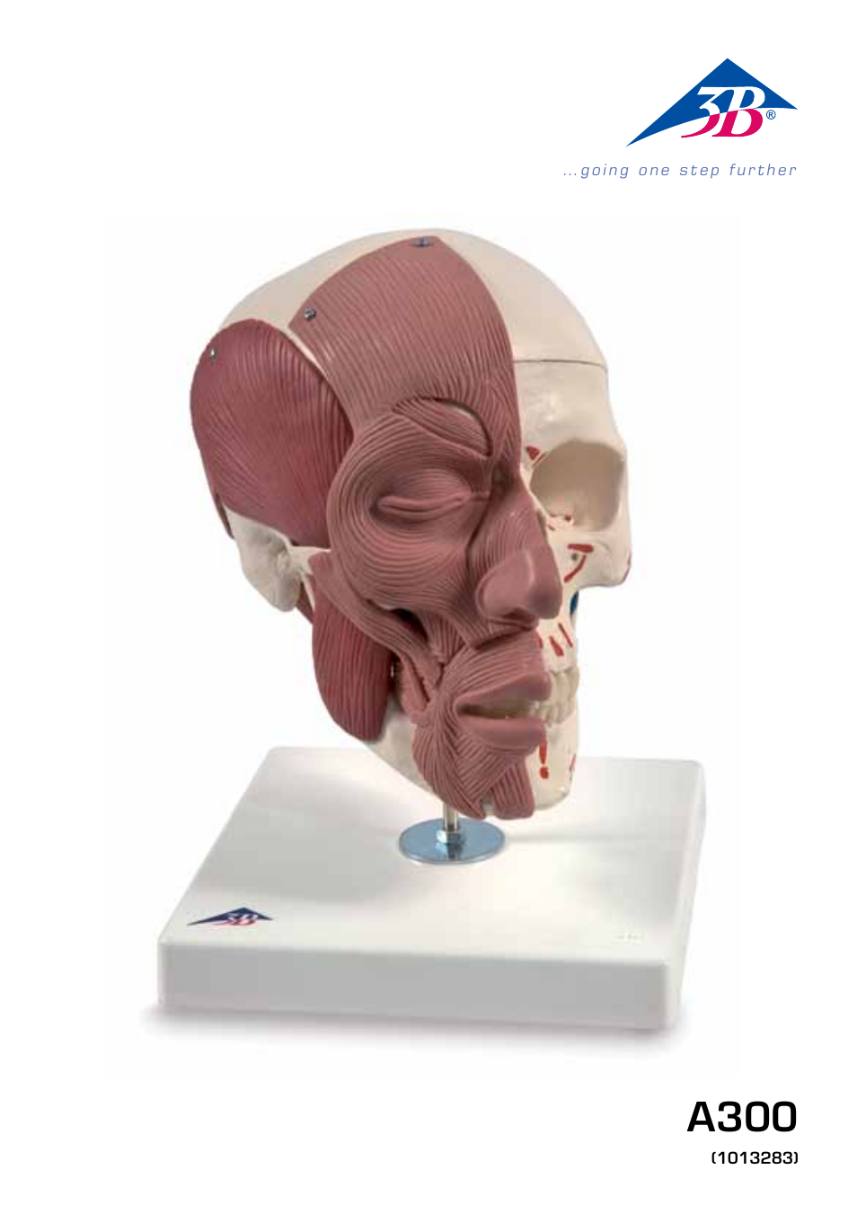 3B Scientific Skull with Facial Muscles User Manual | 24 pages