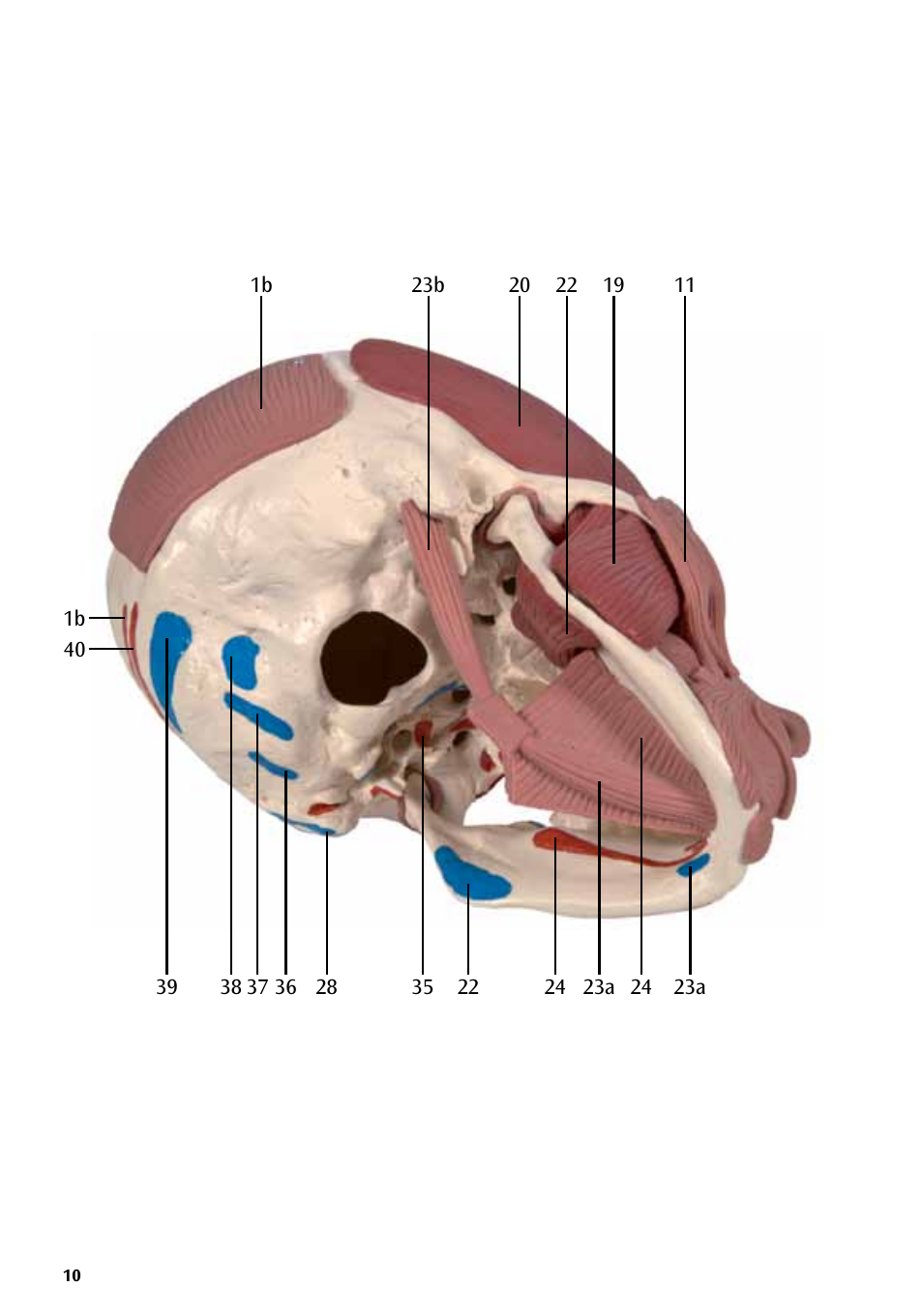 3B Scientific Skull with Facial Muscles User Manual | Page 10 / 24