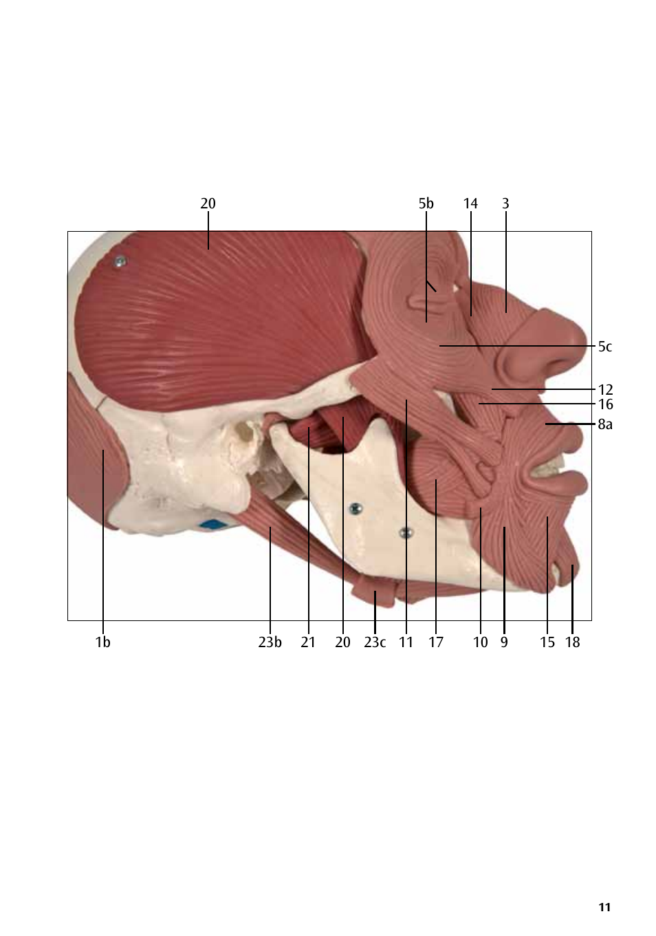 3B Scientific Skull with Facial Muscles User Manual | Page 11 / 24