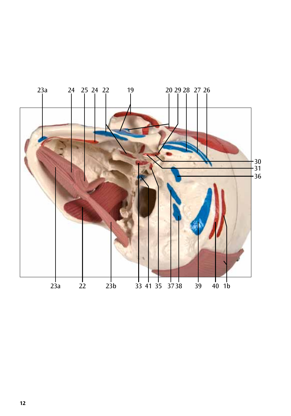 3B Scientific Skull with Facial Muscles User Manual | Page 12 / 24