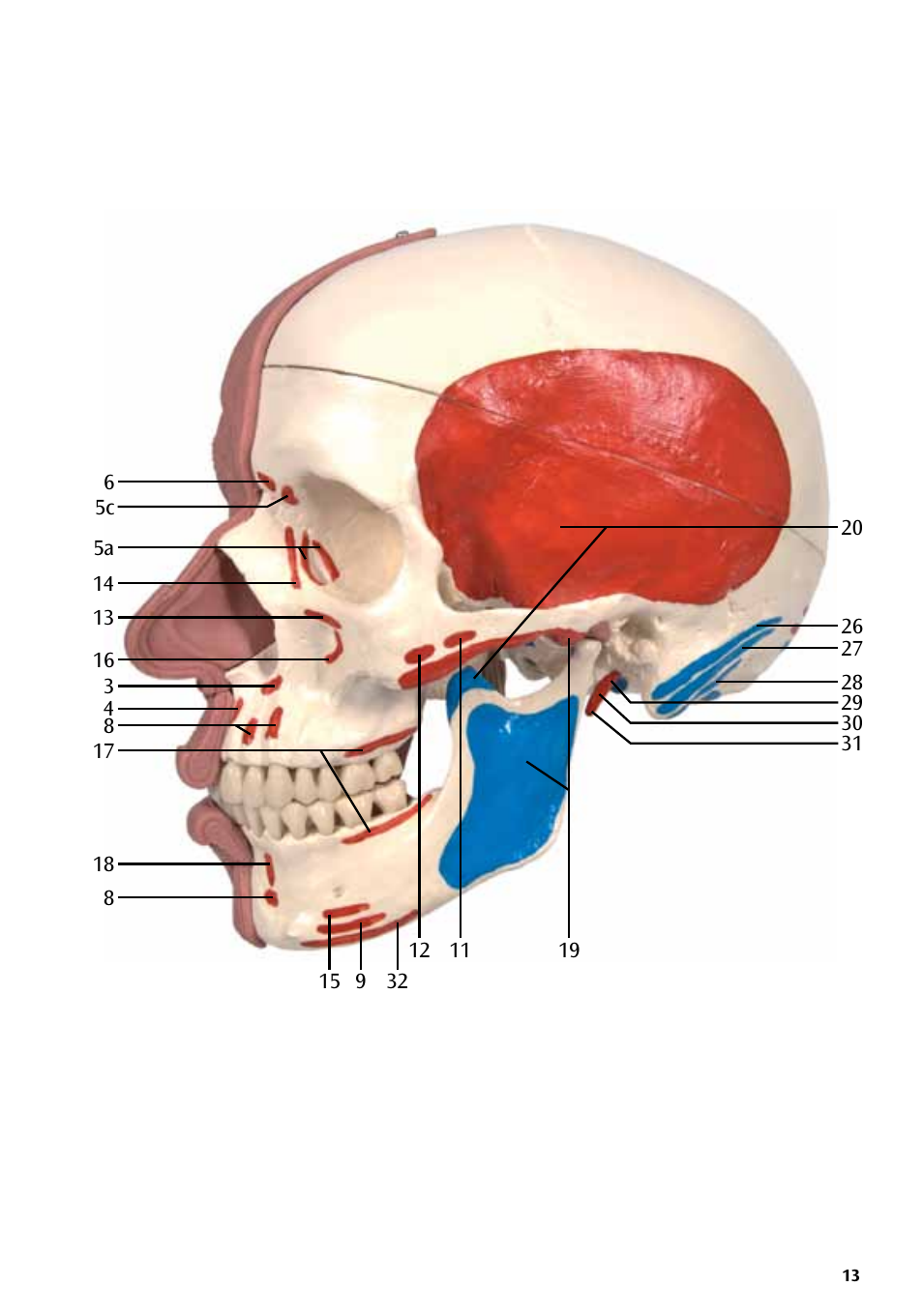 3B Scientific Skull with Facial Muscles User Manual | Page 13 / 24