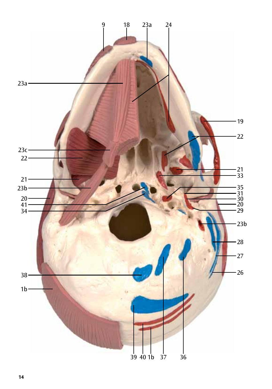 3B Scientific Skull with Facial Muscles User Manual | Page 14 / 24