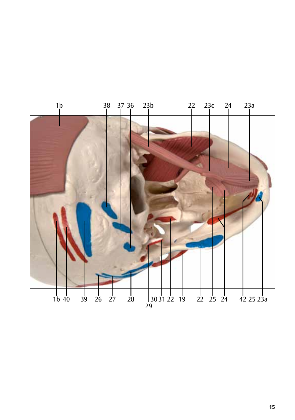3B Scientific Skull with Facial Muscles User Manual | Page 15 / 24