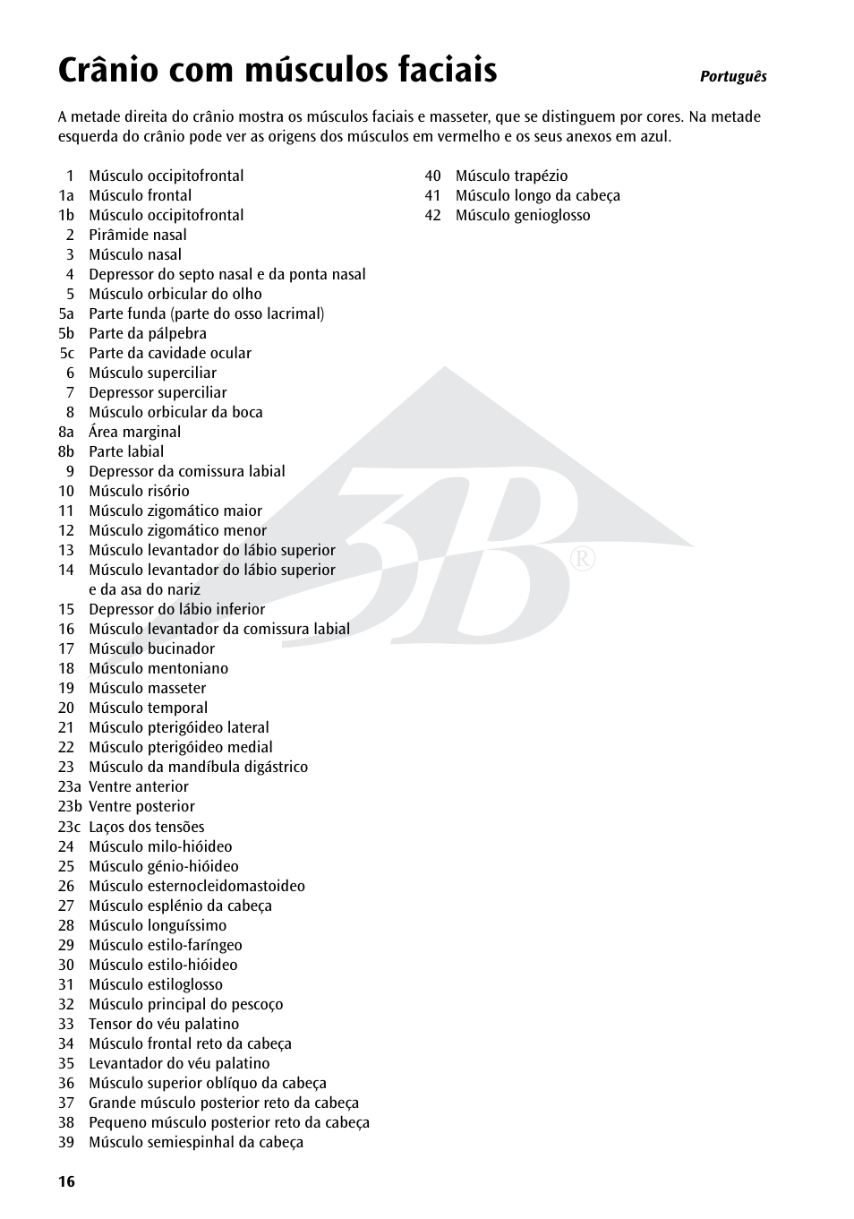Crânio com músculos faciais | 3B Scientific Skull with Facial Muscles User Manual | Page 16 / 24