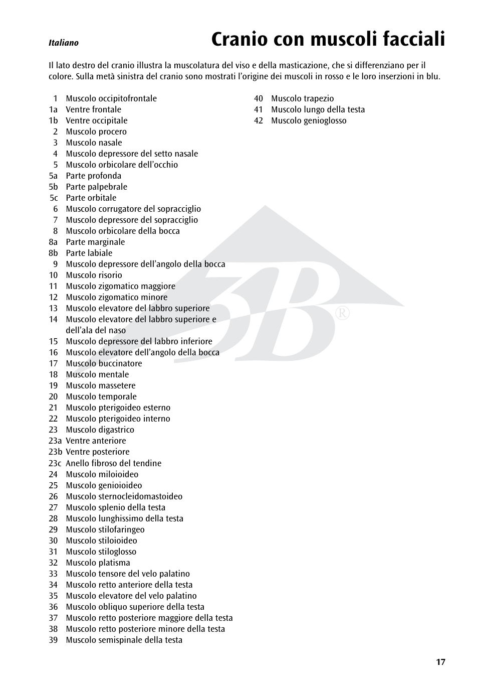 Cranio con muscoli facciali | 3B Scientific Skull with Facial Muscles User Manual | Page 17 / 24