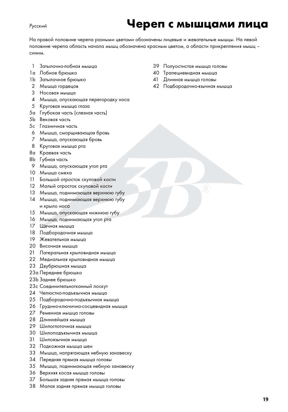 Череп с мышцами лица | 3B Scientific Skull with Facial Muscles User Manual | Page 19 / 24