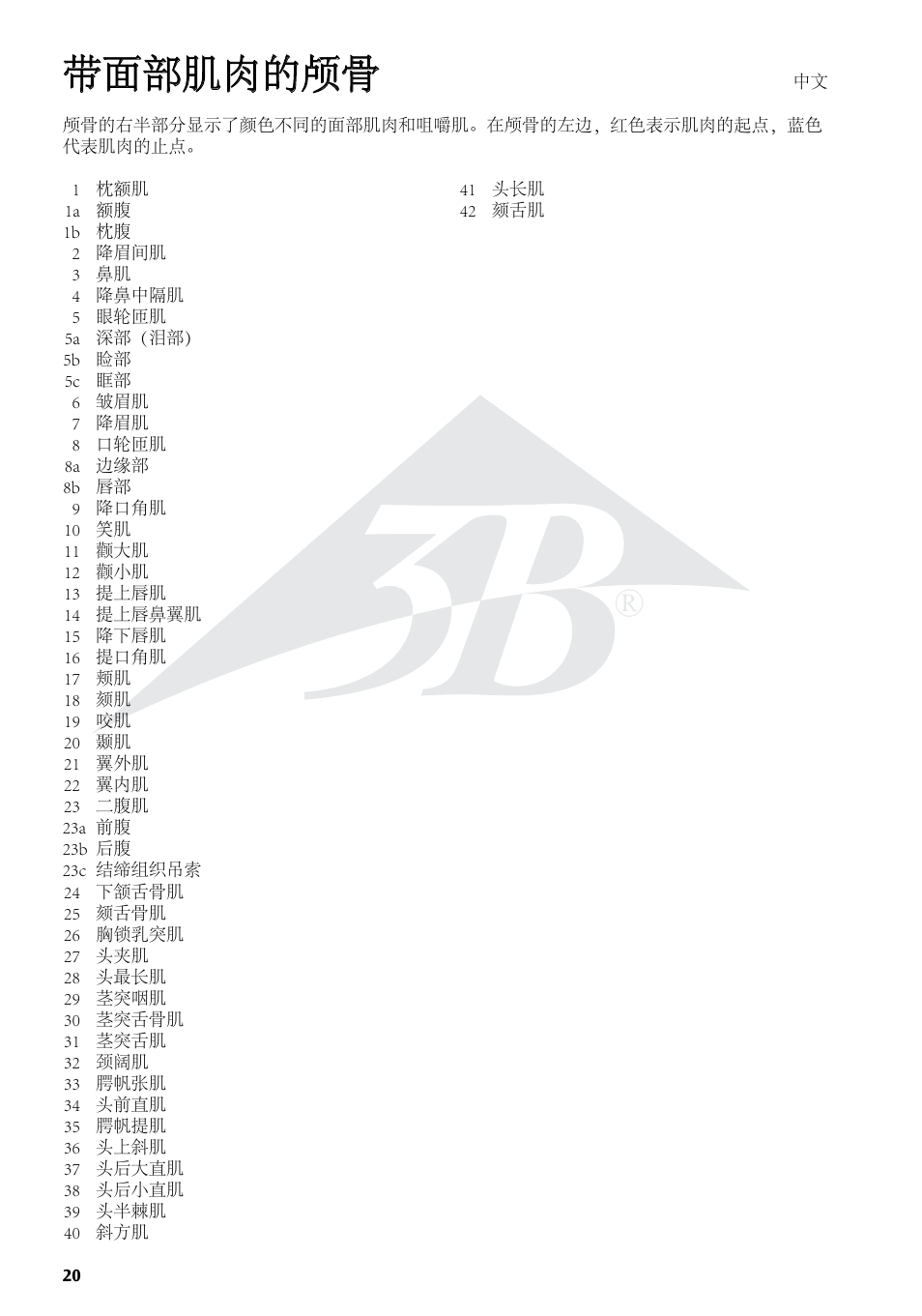 带面部肌肉的颅骨 | 3B Scientific Skull with Facial Muscles User Manual | Page 20 / 24