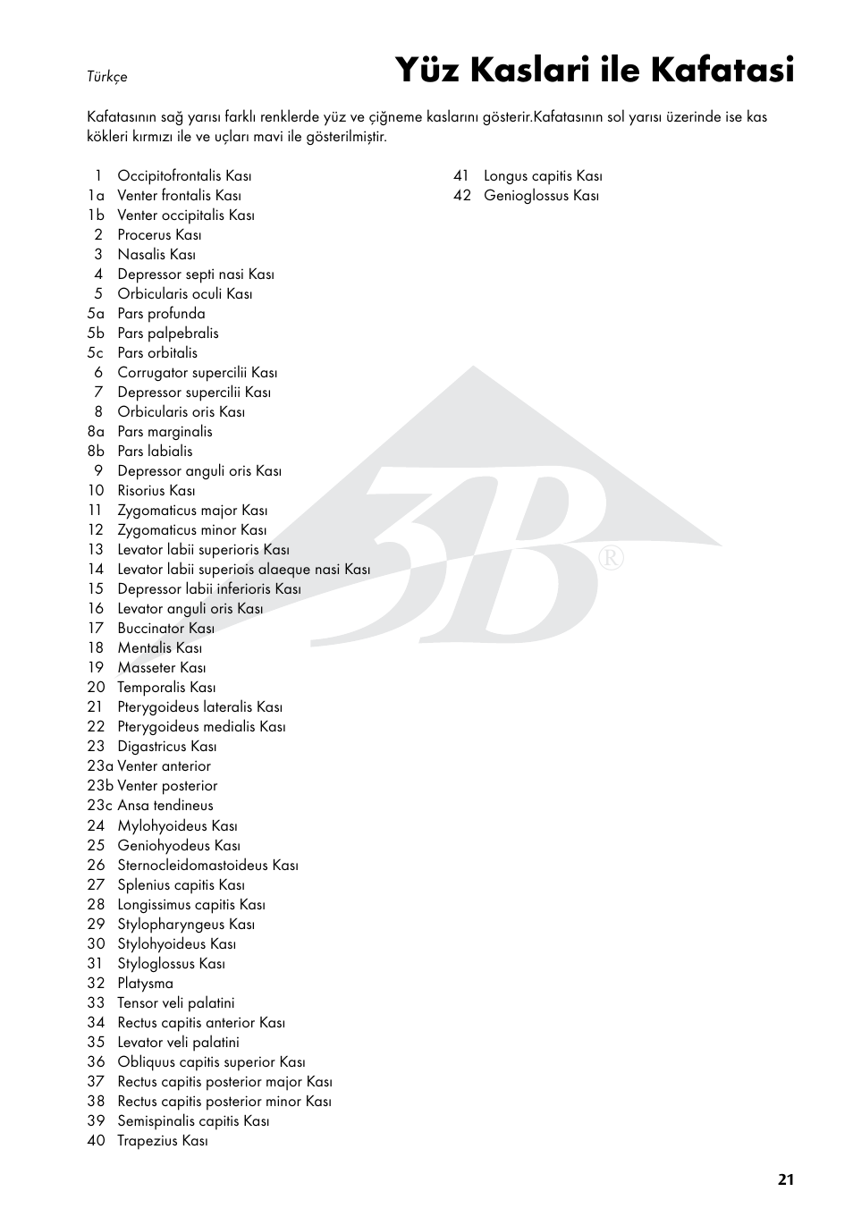 Yüz kaslari ile kafatasi | 3B Scientific Skull with Facial Muscles User Manual | Page 21 / 24