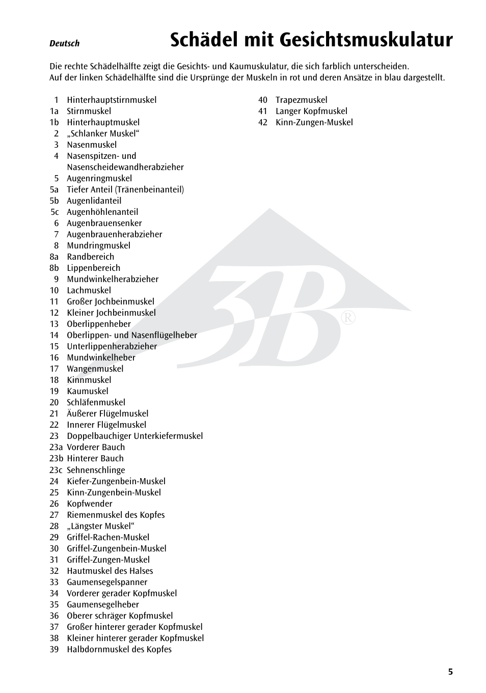 Schädel mit gesichtsmuskulatur | 3B Scientific Skull with Facial Muscles User Manual | Page 5 / 24