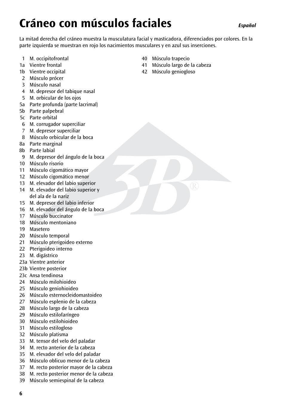 Cráneo con músculos faciales | 3B Scientific Skull with Facial Muscles User Manual | Page 6 / 24