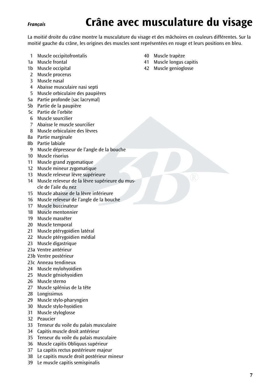 Crâne avec musculature du visage | 3B Scientific Skull with Facial Muscles User Manual | Page 7 / 24