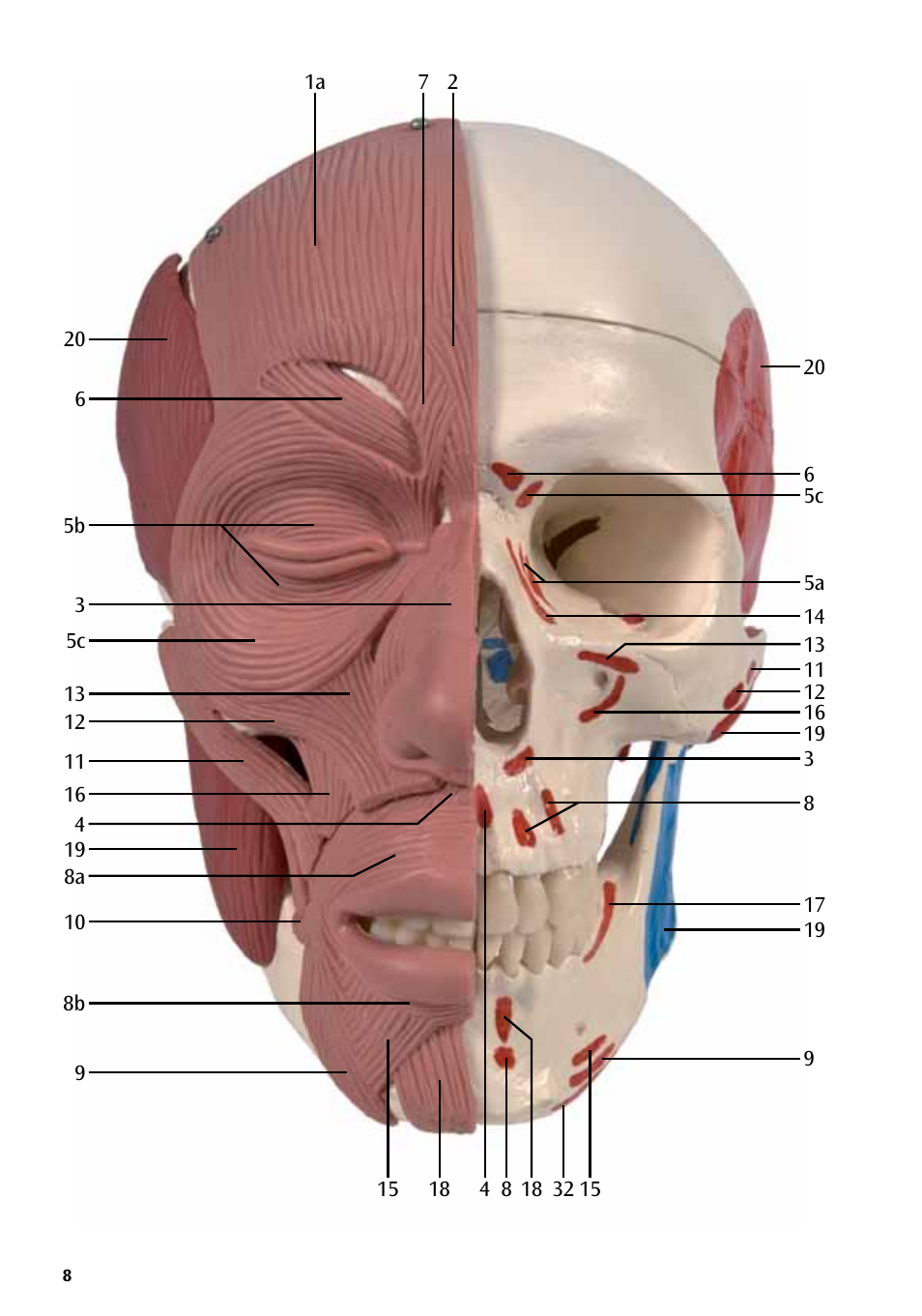 3B Scientific Skull with Facial Muscles User Manual | Page 8 / 24